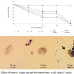 Figure 2. Effects of forms of copper, zinc and their nanosystems  in cell culture S. mytilus 