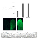 Fig. 2. ROS generation in the apical part of Triticum vulgare root after 4 hours exposure to 0.1 M NPs Ni˚: the degree of ROS generation under the influence of NPs was measured by estimating the area of DCF fluorescence in the squash slice with the use of a fluorescence microscope (total magnification x100). The top graph shows the average values of DCF fluorescence intensity in the suspension of cells with the confidence level P<0.05: the X-axis is a four hours incubation with “+” C-positive control (10 mM PQ), “-” C–negative control (distilled water) and 0.1 M of Ni˚NPs; the Y-axis is the intensively of fluorescence, % from the “-” control.