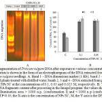 Fig. 3. Fragmentation of Triticum vulgare DNA after exposure to various concentrations of NPs Ni˚: DNA fragmentation is shown in the form of an electrophoregram of the DNA extracted from 4 day old root parts of Triticum vulgare seedlings. А. Band 1 – DNA dimensions marker (1 Kb), band 2 – DNA extracted from the control plants treated with distilled water, bands 2, 3 and 4 - DNA extracted from plants after 4 hour of treating with NPs Ni˚ at the concentrations of 0.1, 0.05 and 0.025 M, respectively. В. The graph shows the values of DNA fragments content after processing in the ImageJ program: the values show the total DNA conformation illumination area > 1000 n.p. (conformation I) and < 1000 n p (conformation II) with the reliability of P<0.05; the X-axis is the concentration of NPs Ni˚, M; the Y-axis is the DNA content, % of the control.