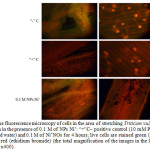 Fig. 4. The fluorescence microscopy of cells in the area of stretching Triticum vulgare roots after 4-hour incubation in the presence of 0.1 M of NPs Ni˚: “+”C– positive control (10 mM PQ) “-”C– negative control (distilled water) and 0.1 M of Ni˚NOs for 4 hours; live cells are stained green (AO), the nuclei of dead cells - in red (ethidium bromide) (the total magnification of the images in the left row – x100, in the right row – x400).