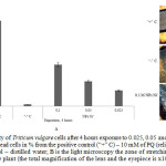 Fig. 5. Viability of Triticum vulgare cells after 4 hours exposure to 0.025, 0.05 and 0.1 M of Ni˚NPs: A is the number of dead cells in % from the positive control (“+” C) – 10 mM of PQ (reliability P<0.05); “ - ”C– negative control – distilled water; B is the light microscopy the zone of stretching the root parts of the Triticum vulgare plant (the total magnification of the lens and the eyepiece is x100)