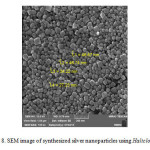 Fig 8. SEM image of synthesized silver nanoparticles using Haliclona