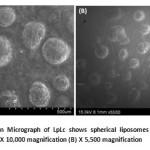 Fig 6: Scanning Electron Micrograph of LpLc shows spherical liposomes with absence of any drug particles or crystals  (A) X 10,000 magnification (B) X 5,500 magnification