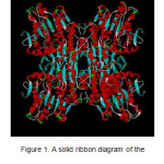 Figure 1. A solid ribbon diagram of the prepared structure ofMtb SAHH.