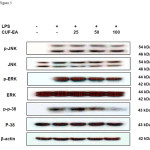 Figure 5. Effects of CUF-EA on the protein levels of p-38, JNK, and ERK in LPS-induced RAW 264.7 cells Macrophages (1.0 x 106 cell/mL) were pre-incubated for 18 h and then stimulated with LPS (1 μg/mL) for 24 h in the presence or absence of CFU-EA (25, 50 and 100 μg/mL). p-JNK, JNK, p-ERK, ERK, pp-38, and p-38 were determined by immunoblotting with β-actin as a positive control. 