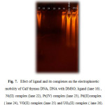 Fig. 7.   Efect of ligand and its complexes on the electrophoretic mobility of Calf thymus DNA, DNA with DMSO; ligand (lane 16) , Ni(II) complex (lane 22), Pt(IV) complex (lane 23), Pd(II)complex ( lane 24), VO(II) complex (lane 25) and UO2(II) complex ( lane 26).