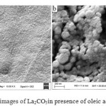 Fig. 8. SEM images of La2CO5in presence of oleic acid at 600°C