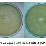 Fig. 5. Bacteria Grown on agar plates loaded with AgNP: a) E. coli b) B. subtilis