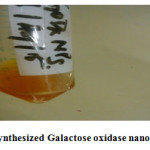 Fig.1. Synthesized Galactose oxidase nanoparticles.