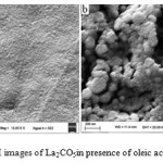 Fig. 8.SEM images of La2CO5in presence of oleic acid at 600°C