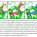 Fig.4:All selected poses as potent HDAC2 ligands of (A)curcumin (carbons are colored in yellow), (B)demethoxy curcumin (carbons are colored in orange)and (C)bis-demethoxy curcumin(carbons are colored in cyan) in the HDAC2 binding pocket. The co-crystal ligand N-(4-aminobiphenyl-3-yl)benzamide(carbons are colored in magenta) and the zinc ion (grey) are presented in all figures. For the sake of clarity, only the backbone atoms of the HDAC2 protein (carbons are colored in green) are presented, while hydrogen is not shown. The protein is presented in the cartoon mode, the co-crystal ligand in the stick mode, the zinc ion in the sphere mode, while curcumin, demethoxy curcumin and bis-demethoxy curcumin are presented in line mode. Oxygen and nitrogen are colored in red and blue, respectively. These figures are prepared using PyMOL 1.2r123.
