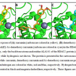 Fig. 5:Representative poses of (A)curcumin (carbons are colored in yellow), (B)demethoxy curcumin (carbons are colored in orange) and (C)bis-demethoxy curcumin (carbons are colored in cyan) in the HDAC2 binding pocket. For the sake of clarity, only the backbone atoms and residue ALA141 of the HDAC2 protein (carbons are colored in green) are presented, while hydrogen is not shown. The protein is presented in the cartoon mode, the zinc ion (grey) in the sphere mode, while curcumin, demethoxy curcumin and bis-demethoxy curcumin are presented in stick mode. Hydrogen, oxygen and nitrogen are colored in white, red and blue, respectively. Hydrogen bonds and ion-dipole interactions are represented in black and magenta dashed lines, respectively. These figures are prepared using PyMOL 1.2r123.