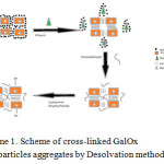 Scheme 1. Scheme of cross-linked GalOx nanoparticles aggregates by Desolvation method.