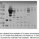 Fig. 3: SDS-PAGE of fractions obtained from Sephadex G-75 column chromatography; lane 1: the crude Mb extract, lane 2-5: fraction no. 11-14 (the front peak), lane 6-8: fraction no. 3, 4 and 8, respectively (the latter peak), compared to protein low molecular mass standards   (M) and horse heart Mb (HMb)