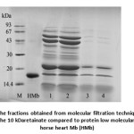 Fig. 4: SDS-PAGE of the fractions obtained from molecular filtration technique; lane 1, 2: the 30 kDaretainate, lane 3, 4: the 10 kDaretainate compared to protein low molecular mass standards (M) and horse heart Mb (HMb)