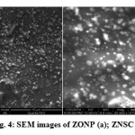  Fig. 4: SEM images of ZONP (a); ZNSC (b)
