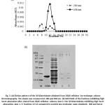 Fig. 5: (a) Elution pattern of the 30 kDaretainate obtained from DEAE-cellulose ion-exchange column chromatography. The eluate was measured at 280 and 408 nm. (b) SDS-PAGE of the fractions exhibiting high Soret absorption after eluted from DEAE-cellulose column; lane 1: the 30 kDaretainate exhibiting high Soret absorption, lane 2, 3: fractions 12-13 compared to protein low molecular mass standards   (M) and horse heart Mb (HMb)