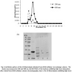 Fig. 6: (a) Elution pattern of the 10 kDaretainate obtained from DEAE-cellulose ion-exchange column.  The eluate was measured at 280 and 408 nm. (b) SDS-PAGE of the fractions exhibiting high Soret absorption after eluted from DEAE-cellulose column chromatography; lane 1: the 10 kDaretainate exhibiting high Soret absorption, lane 2, 3: fractions 9-10 compared to protein low molecular mass standards   (M) and horse heart Mb (HMb)