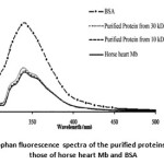 Fig. 8: Tryptophan fluorescence spectra of the purified proteins compared to  those of horse heart Mb and BSA