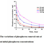 Fig.8: The variations of phosphorus removal rate at different initial phosphorus concentrations