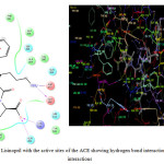 Figure 2. 2D/3D interaction of Lisinopril with the active sites of the ACE showing hydrogen bond interaction and non-covalent lipophilic interactions