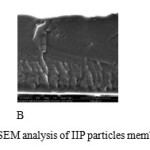Figure 6. The results from SEM analysis of IIP particles membrane. (a) cross-section of the 