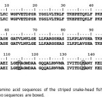 Fig. 13 Deduced amino acid sequences of the striped snake-head fish Mb. The different residues among two sequences are boxed.