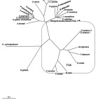 Fig. 16 Phylogenic tree of Mbs from the striped snake-head fish (O. striatus) based on amino acid sequences of Mbsby the neighbor-joining method.