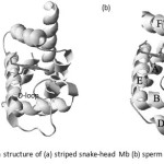 Fig. 17 Ribbon structure of (a) striped snake-head Mb (b) sperm whale Mb