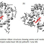 Fig. 18The 0.91 Å resolution ribbon structure showing amino acid residues not in helices and its side chain of (a) striped snake-head Mb (b) yellowfin tuna Mb