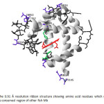 Fig. 19The 0.91 Å resolution ribbon structure showing amino acid residues which different from the conserved region of other fish Mb