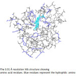 Fig. 20The 0.91 Å resolution Mb structure showing  entire amino acid residues. Blue residues represent the hydrophilic amino acids.