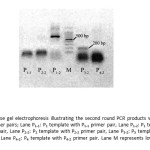 Fig. 3 Agarose gel electrophoresis illustrating the second round PCR products with different specific primer pairs; Lane P1-1: P1 template with P1-1 primer pair, Lane P1-2: P1 template with P1-2 primer pair, Lane P2-2: P2 template with P2-2 primer pair, Lane P3-2: P3 template with P3-2 primer pair, Lane P4-2: P4 template with P4-2 primer pair. Lane M represents low DNA mass ladder.