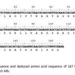 Fig. 4 Nucleotide sequence and deduced amino acid sequence of 167 bpcDNA encoding the striped snake-head fish Mb.
