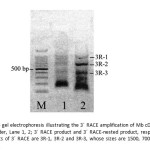 Fig. 5Agarose gel electrophoresis illustrating the 3´ RACE amplification of Mb cDNA; Lane M: low DNA ladder, Lane 1, 2; 3´ RACE product and 3´ RACE-nested product, respectively. The three products of 3´ RACE are 3R-1, 3R-2 and 3R-3, whose sizes are 1500, 700 and 400 bp, respectivetly.