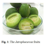 Fig. 1: The Jatropha curcas fruits 