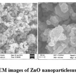 Fig. 6c, 6d: FE-SEM images of ZnO nanoparticlesusing 0.3% AI gum