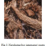 Fig.1 Nardostachys jatamansi roots