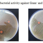 Fig. 1. Antibacterial activity against Gram- and Gram+ strains