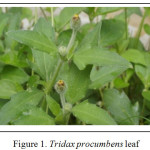 Figure 1: Tridax procumbens leaf