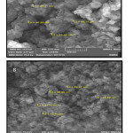 Fig 2. FESEM images of silica nanoparticles doped in: A) HA/gelatin, and B) HA/collagen.