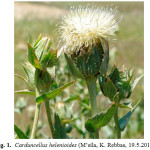 Fig. 1.  Carduncellus helenioides 