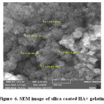 Figure 6. SEM image of silica coated HA+ gelatin.
