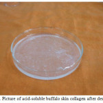 Figure 1: Picture of acid-soluble buffalo skin collagen after desalting