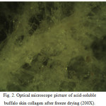 Fig. 2. Optical microscope picture of acid-soluble  buffalo skin collagen after freeze drying (200X).