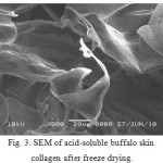 Fig. 3. SEM of acid-soluble buffalo skin  collagen after freeze drying.