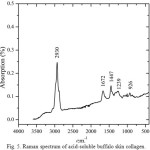 Fig. 5. Raman spectrum of acid-soluble buffalo skin collagen.