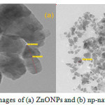 Figure 4: TEM images of (a) ZnONPs and (b) np-natural inhibitor