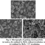 Fig. 2: Micrographs of gadung starch particles (a) native, (b) oxidized by H2O2 without irradiation and (c) oxidized by H2O2 + UV irradiation