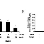 Figure 4: Inhibitory effects of Rhododendron weyrichii Maxim.extracts on intracellular tyrosinase activity in B16F10 cells. 